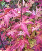 Baumschulen Eilers GbR Bild 8