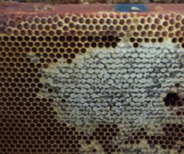Abeille De Ré image 17