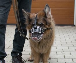Hund zeigt Verhaltensauffälligkeit bei Artgleichen.