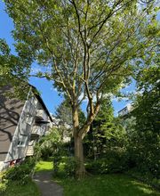 Nadrowski Baumdienst Bild 3