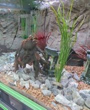 Jardinerie HORNBACH Villeneuve Bild 7