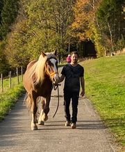 Baumipferdetransport Bild 6