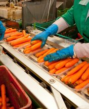 Gallery Professionale