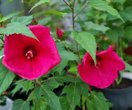 Les Serres et Fleurs de Majolan image 11