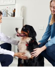 Westwood Regional Veterinary Hospital image 8