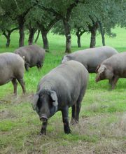 Carnicería Romero Espinosa imagen 1