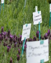 Pflanzencenter Fehr Bild 4