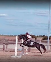 Ecurie du Peuplier image 2