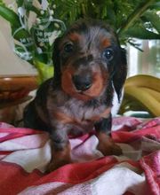 Des Merveilles de Lérie image 6