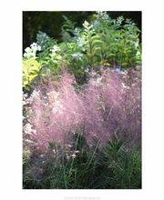 Pépinières Lafitte image 10