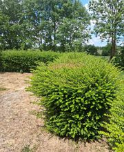 LG Espaces Verts image 4