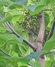 Ana Andueza image 10