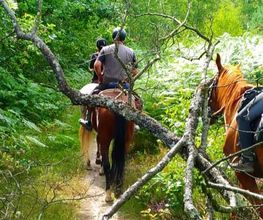 Cheval Nature image 6