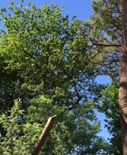 A La Hauteur Des Cimes image 4