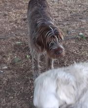 Cani Services image 8