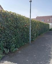 Vert & Taille image 6