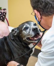 TotalBond Veterinary Hospital at Davidson image 8