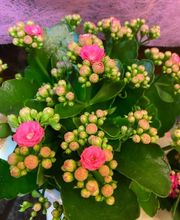 Fleur Evasion Sàrl Bild 12