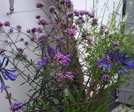 Jardins d'Ile image 20