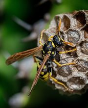 VerEx - Schädlingsbekämpfung Erlangen