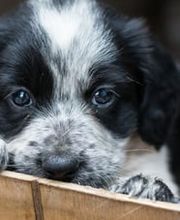 Zürcher Tierschutz Bild 10