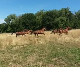Centre Equestre de Crézancy image 10