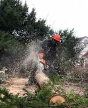 Ein Mann fällt einen Baum
