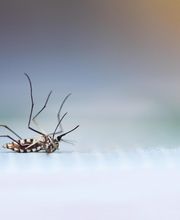 Ecola Termite and Pest Control Services image 7