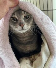 The Country Inn For Cats image 3