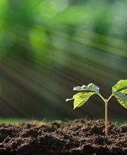 Flükiger Gartenbau Bild 6