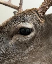 Carroll's Wildlife Taxidermy image 7