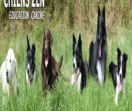 Chiens Zen image 5