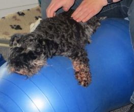 Dog Ways Hundecenter Bild 7