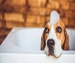 Europe Dog image 1