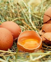 Normande Avicole image 6