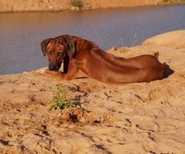 Rhodesian Ridgeback Züchter Bild 11