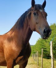 Les Poneys de Monthoiron image 4