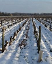 Vignoble Tévenot image 17