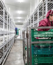 Gallery Professionale