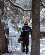 SavATree - Tree Service & Lawn Care image 4