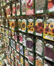 Blumen Grütter Bild 12