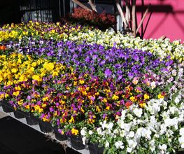 Blumen Eichenberger Oberrieden Bild 6