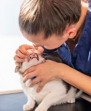 Cabinet vétérinaire VETDENGES Bild 14