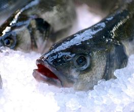 Profish image 2
