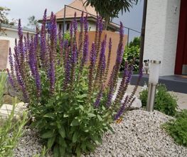 Bigler Gartenbau Bild 1