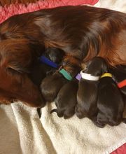 Des Merveilles de Lérie image 2