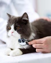 Veterinario Vet Sur Armeñime imagen 12