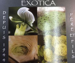 Exotica image 9