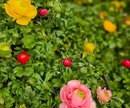 JARDILAND image 7