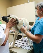 Willowrun Veterinary Hospital image 1